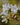 yerba santa plant flowering