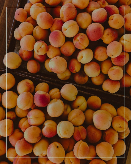 Apricots after harvest laying on table