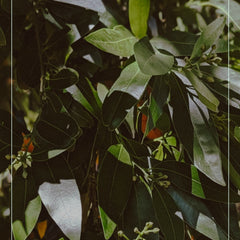 California bay leaves on tree
