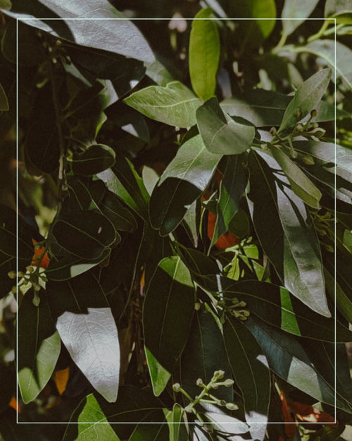 California bay leaves on tree