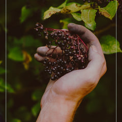 hand picking elderberries from tree