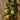 meyer lemon sitting on canvas background