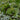 spearmint plant close up