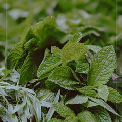 spearmint plant close up