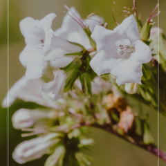 yerba santa plant flowering