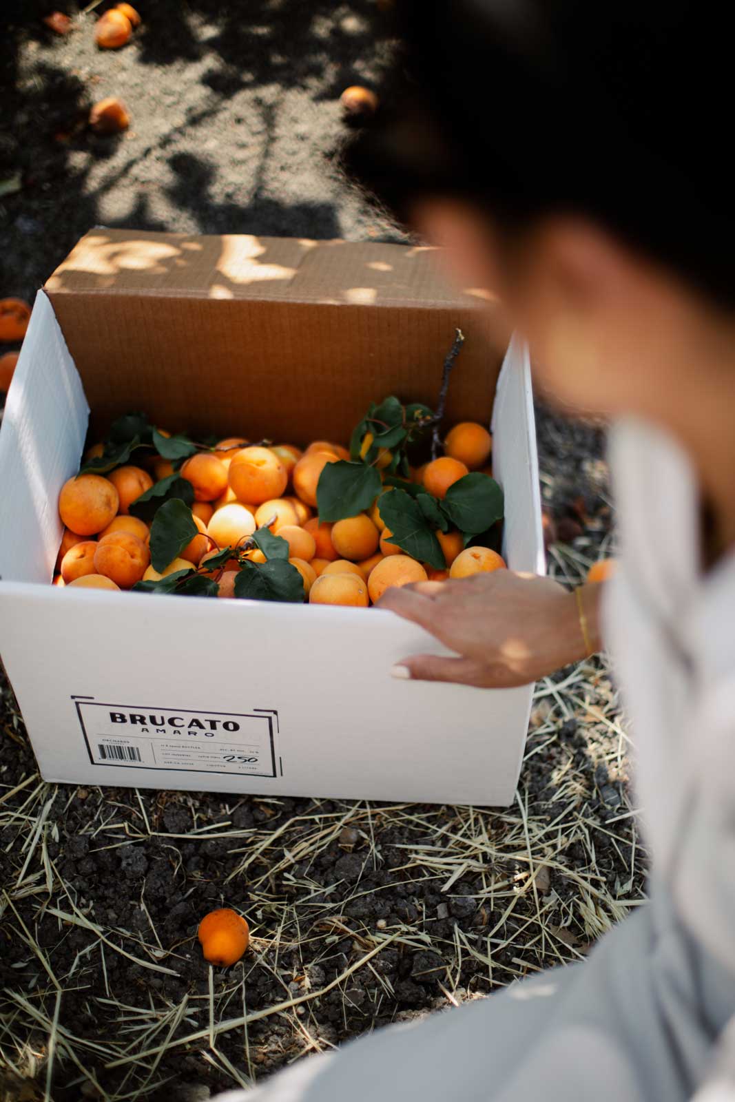 2024-07-13-Brucato-Amaro-Apricots_-David-Dines-63.jpg