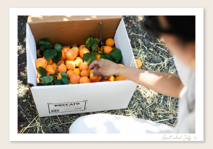 Picking and boxing apricots to use in Brucato Amaros