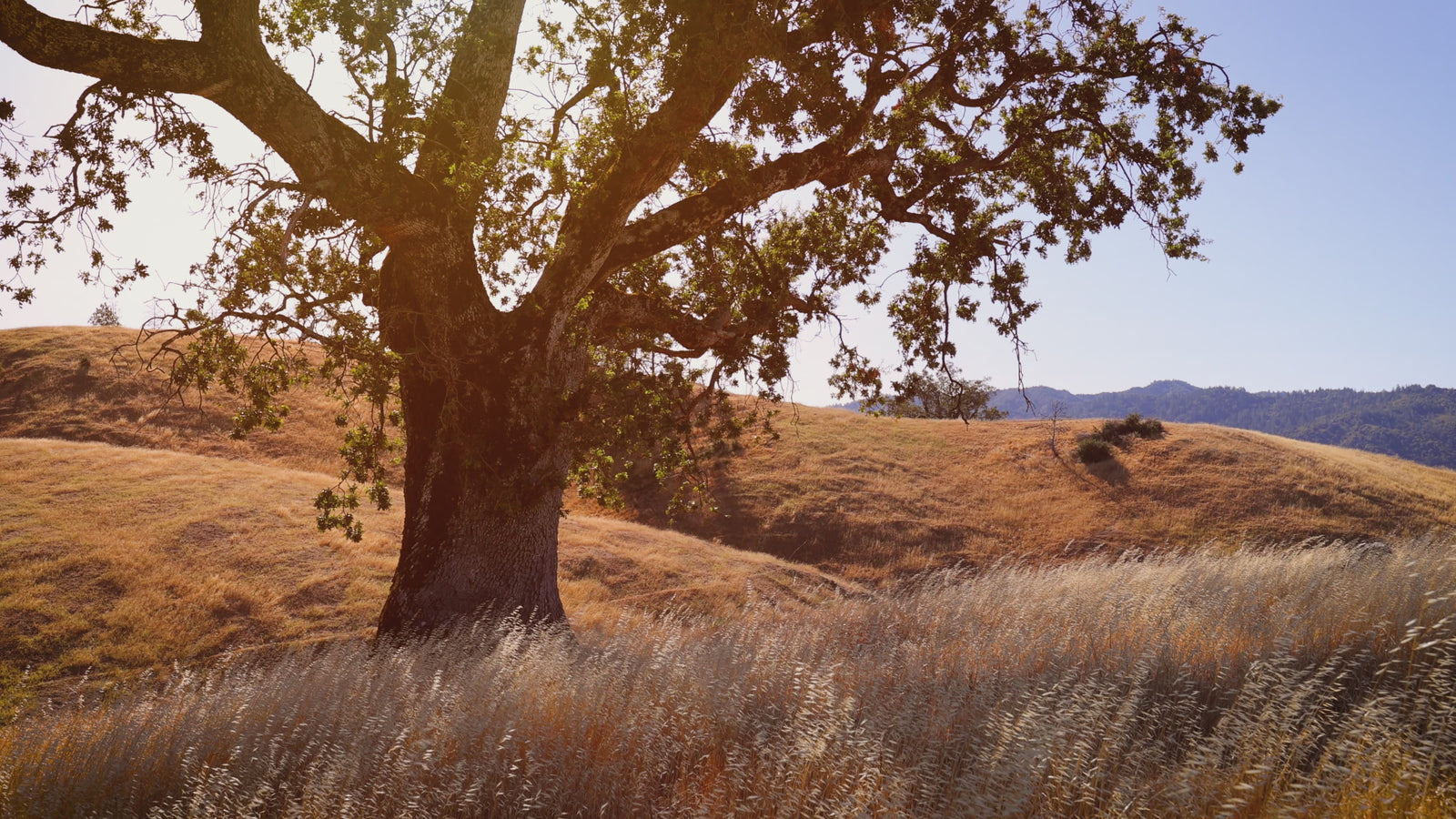 Oak tree and grass on a hillside in California, blowing in the wind.